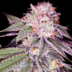 Empress #2 > Sacred Terps